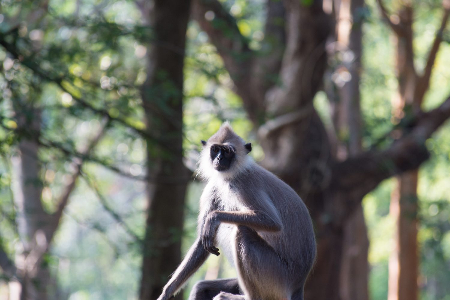 Wildlife Safari Tour in Sri Lanka – 13 Days 12 Nights